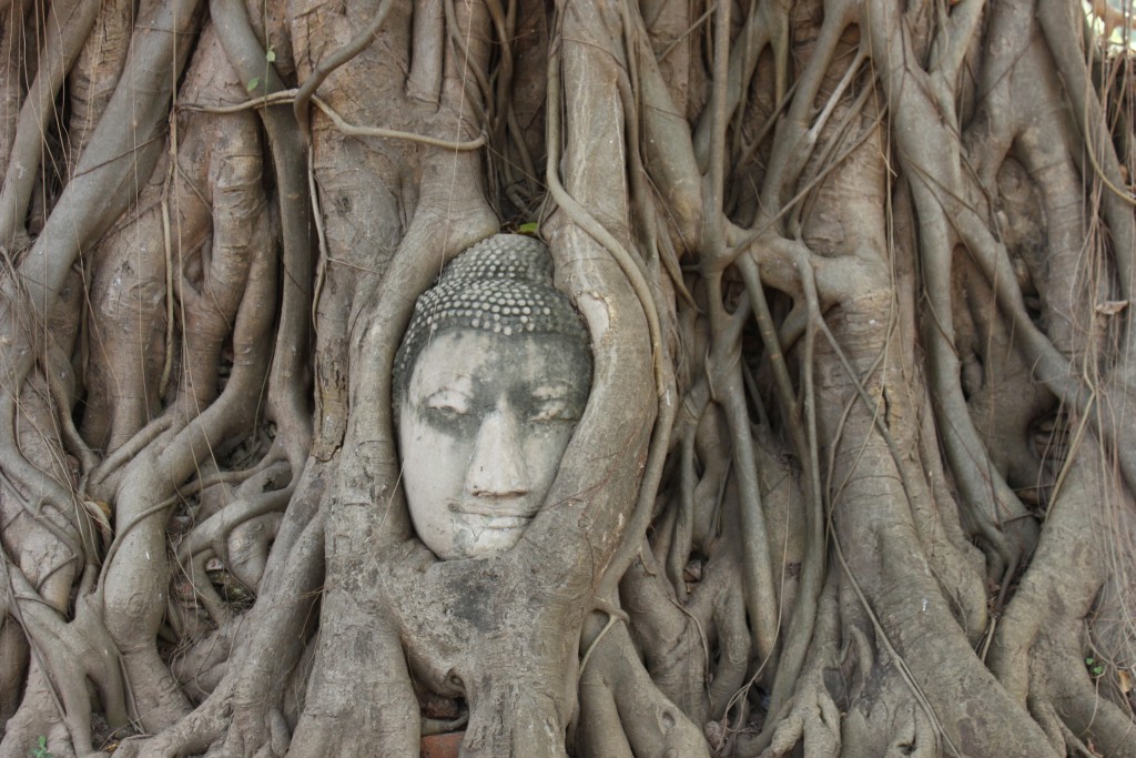 The famous Head of Buddha - Wat Mahathat