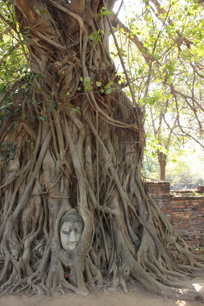 The famous Head of Buddha - Wat Mahathat